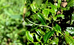 春茶预定:临沧最难抢的一款茶绿水塘普洱茶