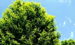 电商新环境下如何更理性的选择普洱茶