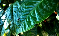 大益千山一叶普洱茶 巨星进场初露锋芒