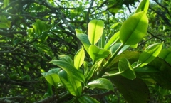 喝茶时,聊点茶叶的冷知识