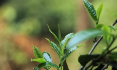 普洱茶到底属于哪类茶 你真的清楚吗?