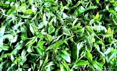 2019年春茶价格走势如何?古树茶是涨是跌?权威分析