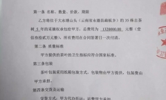 疯了!永德勐板乡古树普洱茶132万买断采摘权!!!