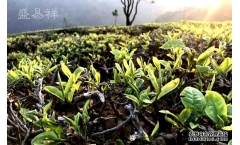 同庆河—普洱茶顶级小产区,2019年头春即刻奉上