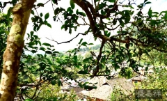 澜沧古茶2019寻味问茶之旅 · 无量山普洱茶