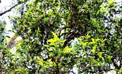 薄荷塘茶农共同声明:某林古茶在薄荷塘干茶收购量未