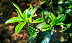 揉捻的松紧度,对茶有什么影响?