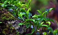 18个有关普洱茶的收藏级说法