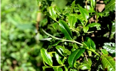名山臻品 非凡气韵:兴海茶布朗山生态饼茶品鉴详情